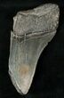 Half Of A Fossil Megalodon Tooth #17247-1